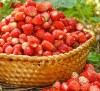 Strawberry Waldsteinchen 
